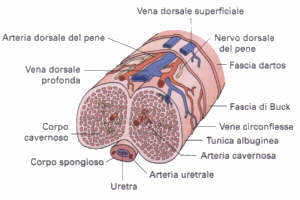 Photo: Pratiche Sessuali genitali maschili foreskin