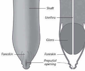 Photo: Pratiche Sessuali genitali maschili foreskin