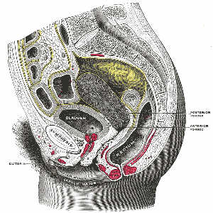 Photo: La Vagina