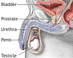 Photo: prostata