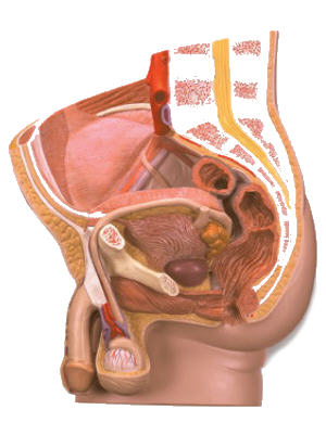 Foto Medicina Andrologia e genitali maschili
