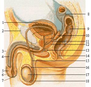 Foto Medicina Andrologia e genitali maschili