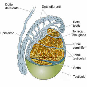 Photo: Medicina Andrologia Testicoli