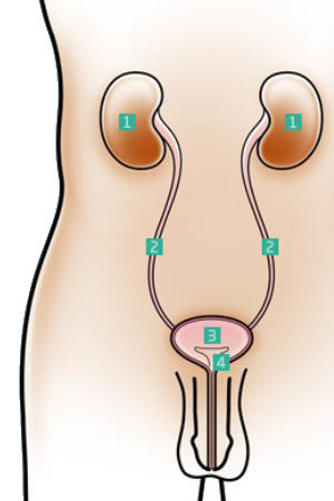 Foto Andrologia genitali maschili Andrologia Vescica Urinaria del Pene