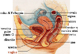 Foto Medicina Ginecologia genitali interni