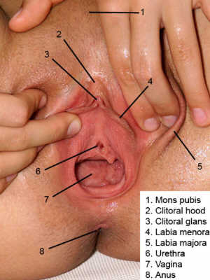 foto medicina ginecologia genitali esterni