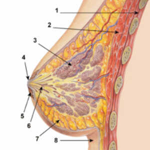 foto Il seno <br />1. Cassa toracica 2. Muscoli pettorali 3. Lobuli 4. Capezzolo 5. Areola 6. Dotti 7. Tessuto adiposo 8. Pelle