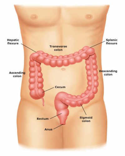 Photo: Medicina: Proctologia Colon