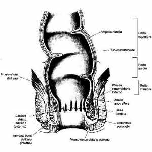 Photo: Medicina: Proctologia Retto