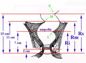 Photo: Medicina: Proctologia Retto